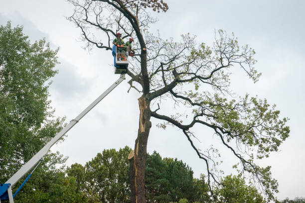  Monroe, UT Tree Service Pros